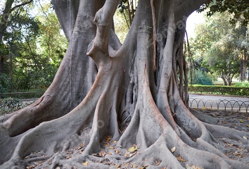 Preview: Old tree in Maria Luisa Park