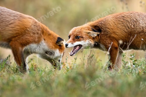 Preview: Two red fox fighting on meadow in autumn nature