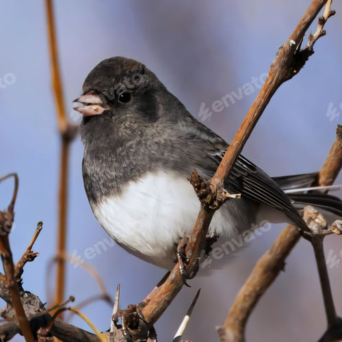 Preview: A Slate-colored Junco Perched on a Branch