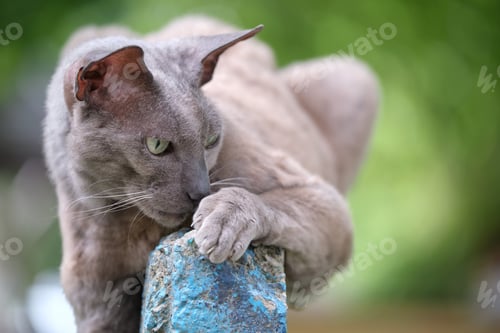 Preview: Big gray angry looking Sphinx breed stray cat resting on steet outdoors in summer