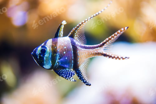 Preview: Red Sea Cardinal Fish