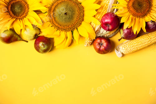 Visualização: Lindos girassóis, peras e milho em fundo amarelo. Conceito de colheita de férias