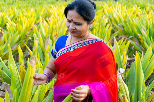 Preview: Woman observing in green turmeric agriculture field.