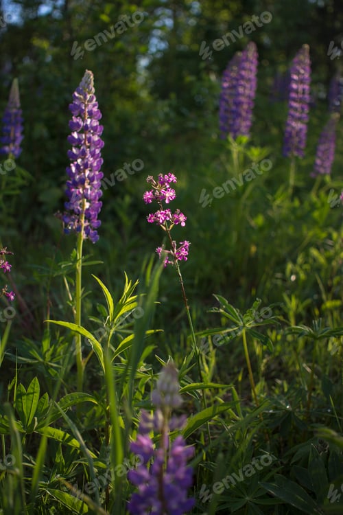 Preview: Close up of lupine flowers in lights of the evening sun.