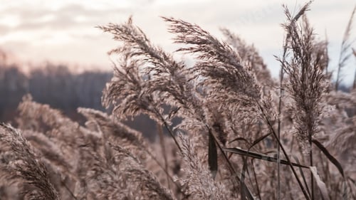 Preview: Golden reed grass in the fall in the sun. Abstract natural background.