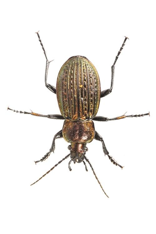 Preview: Beetle (Carabus ullrichii) on a white background