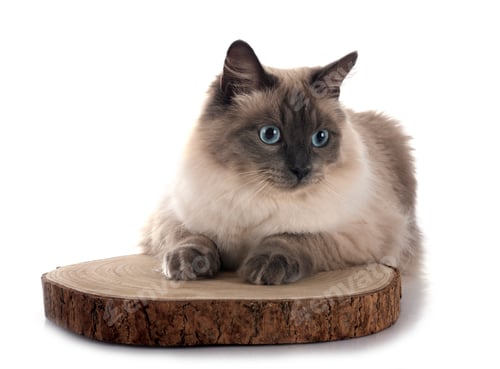 Preview: siberian cat in studio