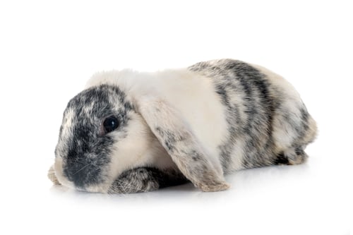 Preview: Lop rabbit rhoen in studio