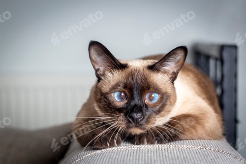 Preview: Pet animal, siamese kitten cat