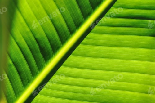 Close Up of a Vibrant Green Banana Leaf