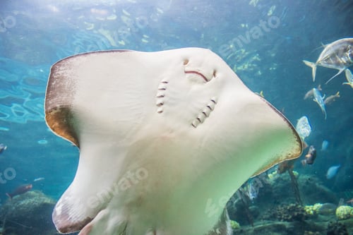 Preview: A Stingray smiling