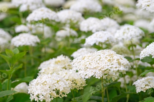 Preview: Bushes Of Hydrangea Arborescens Flower In The Garden, White Hortensia In Park Close Up