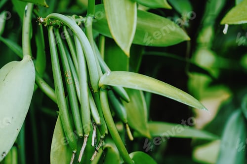 Preview: Vanilla planifolia. Close up of bean pods on agriculture tropical climate plantation