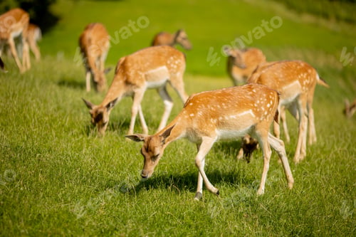 Preview: Reindeers on the foothills of Jelenov Greben in Slovenia