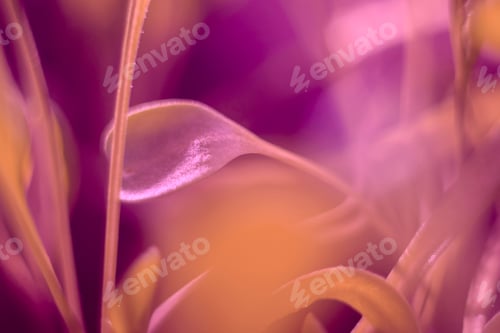 Preview: Pink macro leaf, beautiful abstract background.