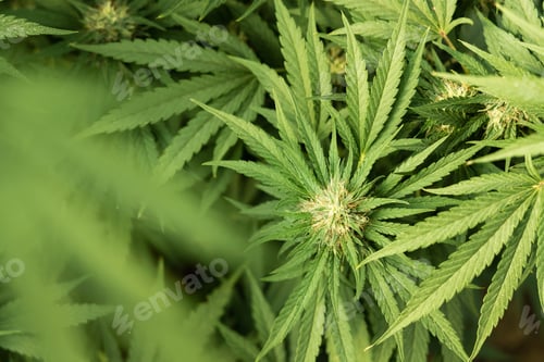 Preview: Blooming ripe Marijuana with Buds and green Leaves. Organic Cannabis Sativa Female Plants with CBD