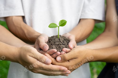 Preview: Group of man hands cupping young plant. Nurture grow Environmental and reduce global warming.