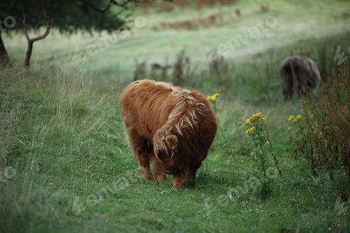 Preview: Close up shot of a cow standing in a grassy field