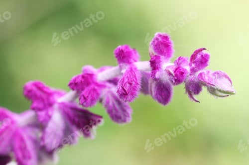 Vorschau: Nahaufnahme einer wunderschönen Wildblume