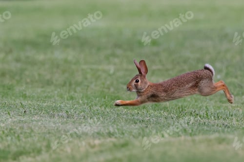 Preview: Rabbit leaping across a grassy field, captured mid-air on a sunny day