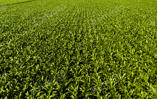 Preview: Low altitude aerial photo of rows of maize plant in Austria