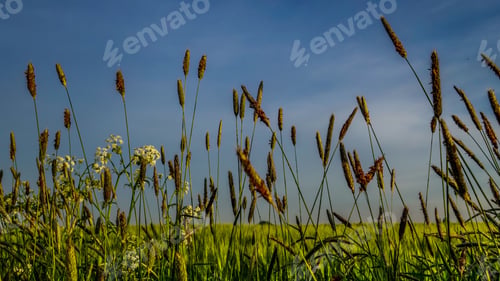 Preview: Closeup shot of true sedges (Carex) in the field