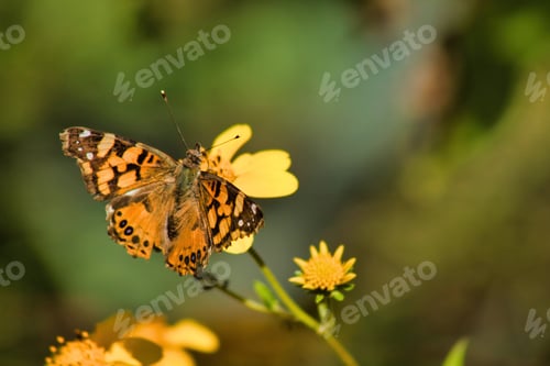 Preview: Butterfly on yellow flower in the garden. Natural background.