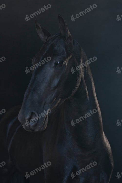 Preview: Black horse in foggy landscape