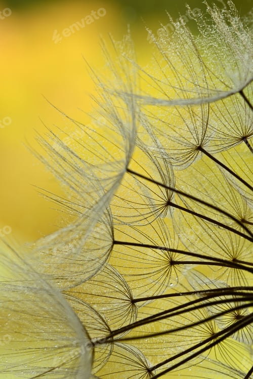 Preview: Close up of winged seeds of dandelion head plant with dew drops
