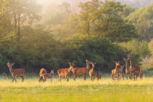 Preview: Group of red deer grazing on meadow in summer sunshine
