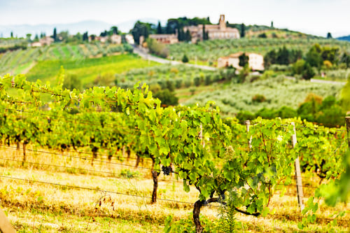 Preview: Grapes Ready For Harvest in Italy