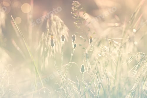 Preview: Beautiful wild flowers growing in spring meadow