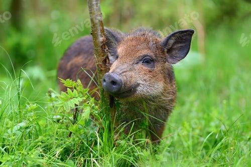 Preview: Wild boar in forest