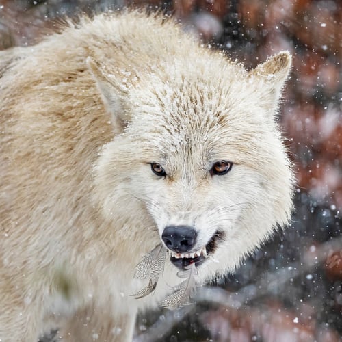 Preview: side view of wild wolf animal showing teeth in natural habitat in winter
