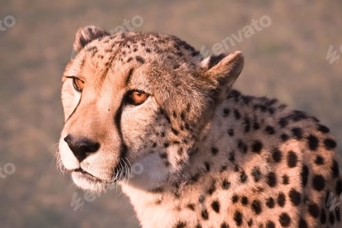 Preview: Close up side profile of a south African cheetah in the forest with blurring background