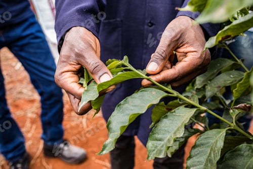 Preview: Coffee Leaves Testing Farm Farmers Landscapes Details Shape Leaf Kenya East Africa Kiambu Coffee