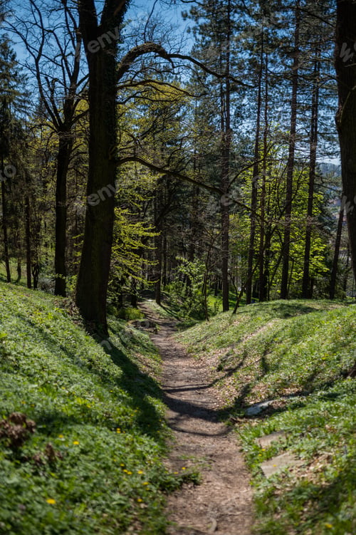 Preview: Vertical shot of a narrow path in the forest