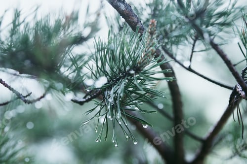 Preview: Pine needles in the morning dew