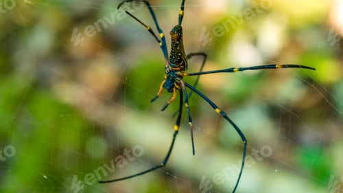 Preview: Nephila maculata on spider net, Gam Island, West Papuan, Raja Ampat, Indonesia