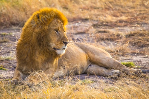 Preview: An impressive adult lion in the Masai Mara. Kenya