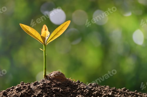 Preview: Young Plant