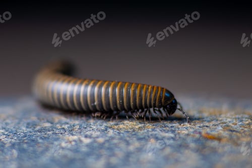 Preview: Close-up of a millipede walking
