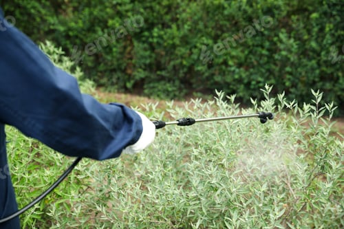 Preview: Worker spraying pesticide onto green bush outdoors, closeup. Pest control