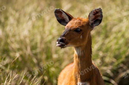 Preview: Cape Bushbuck (Tragelaphus sylvaticus) in Aberdare National Park, Kenya