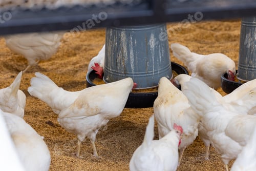 Preview: White chickens in the coop