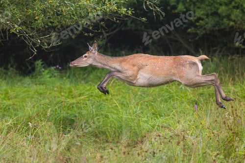 Preview: Red deer, cervus elaphus, runnig dynamically at high speed