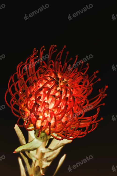 Preview: Red pincushion protea flower