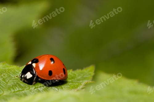 Preview: Ladybug