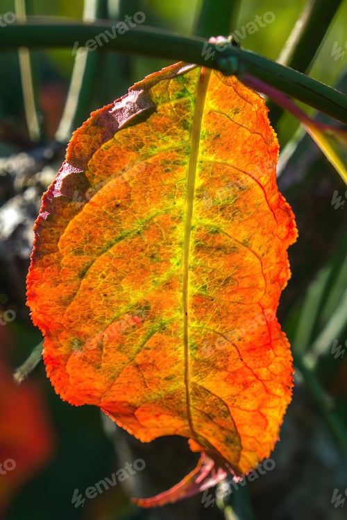 Macro Shot of Autumn Leaf with Vibrant Colors