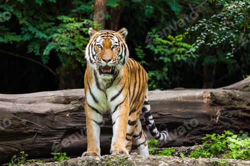 Preview: Tiger